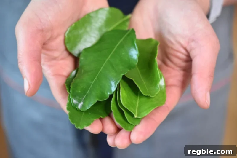 Two hands holding fresh makrut lime leaves, also known as kaffir lime leaves, used for their distinctive aroma in Thai cuisine.