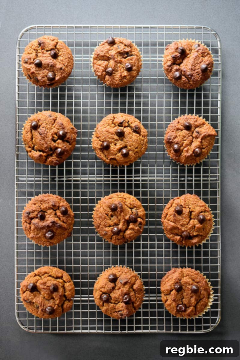 An overhead shot showing a dozen paleo, gluten-free, and grain-free pumpkin chocolate chip muffins cooling evenly on a wire rack set against a gray countertop.