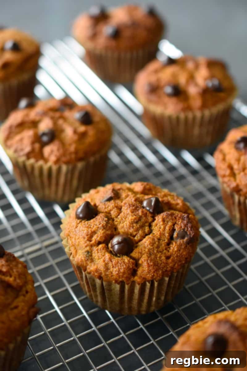 A side-angle view of a dozen freshly baked paleo and gluten-free pumpkin chocolate chip muffins cooling on a wire rack, ready to be enjoyed.