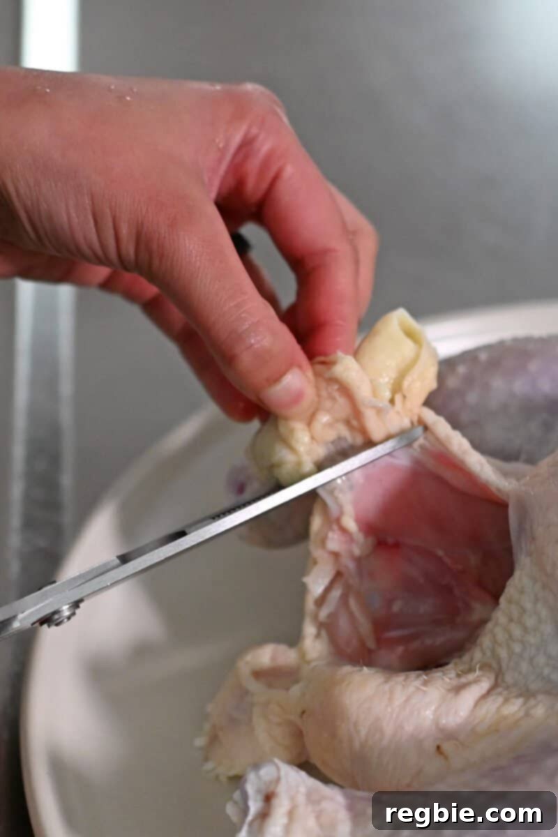 Golden Crispy Air Fried Whole Chicken 6 A pair of kitchen shears is used to cut off a piece of excess fat by the cavity of a whole raw chicken, demonstrating the trimming process.