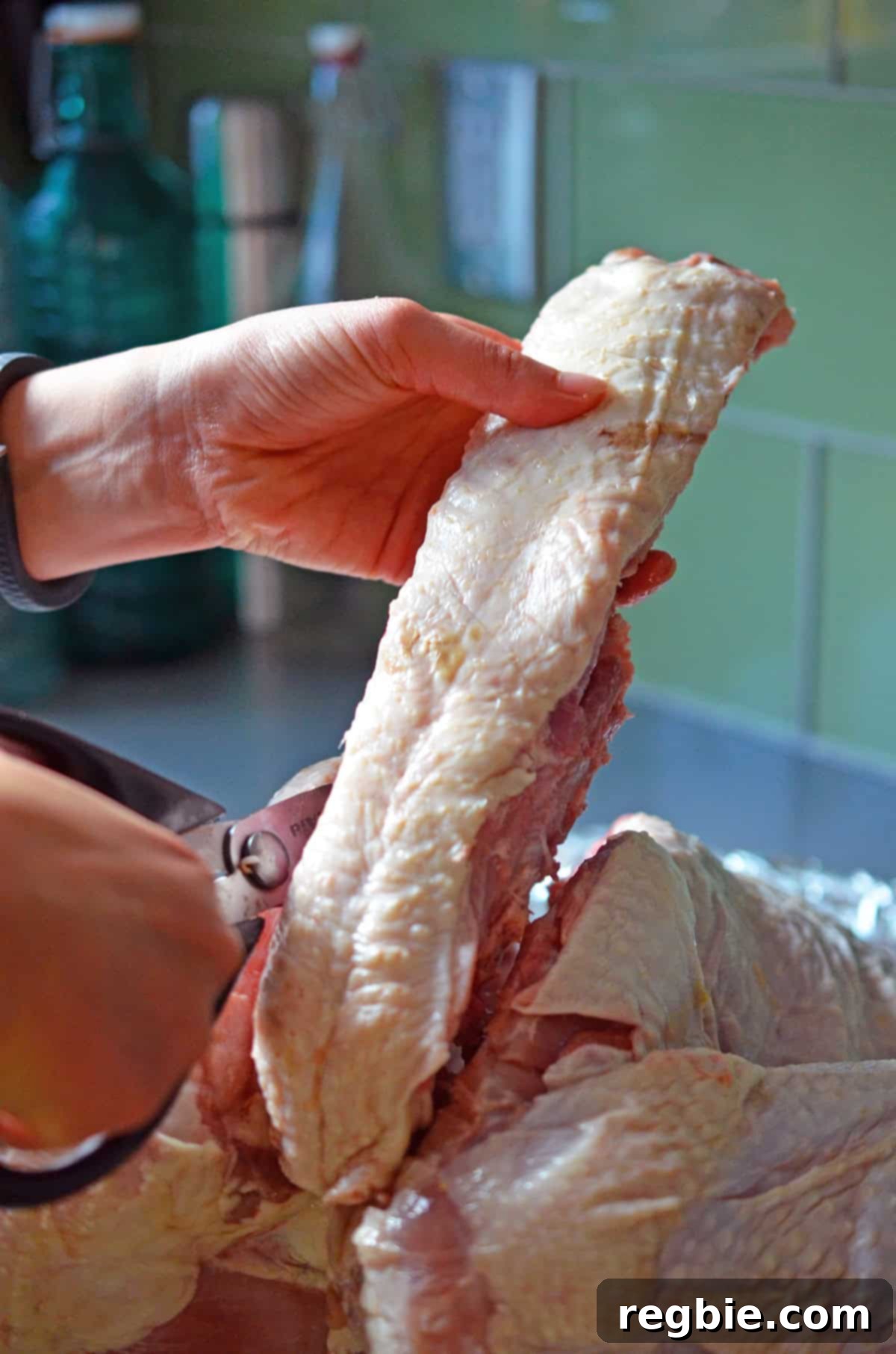 Removing the backbone from a raw turkey after cutting along both sides, preparing it for flattening.
