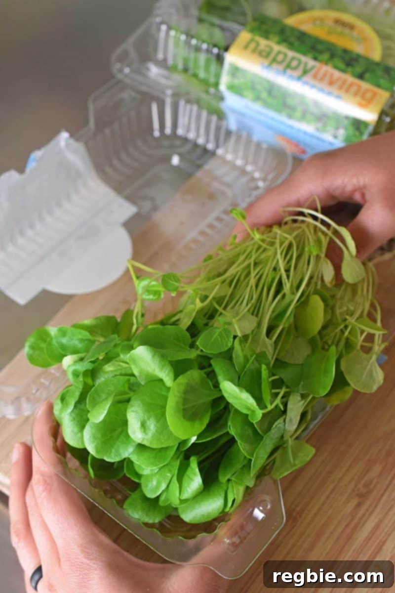 An open container of vibrant, fresh watercress with its roots still intact, ready for washing.