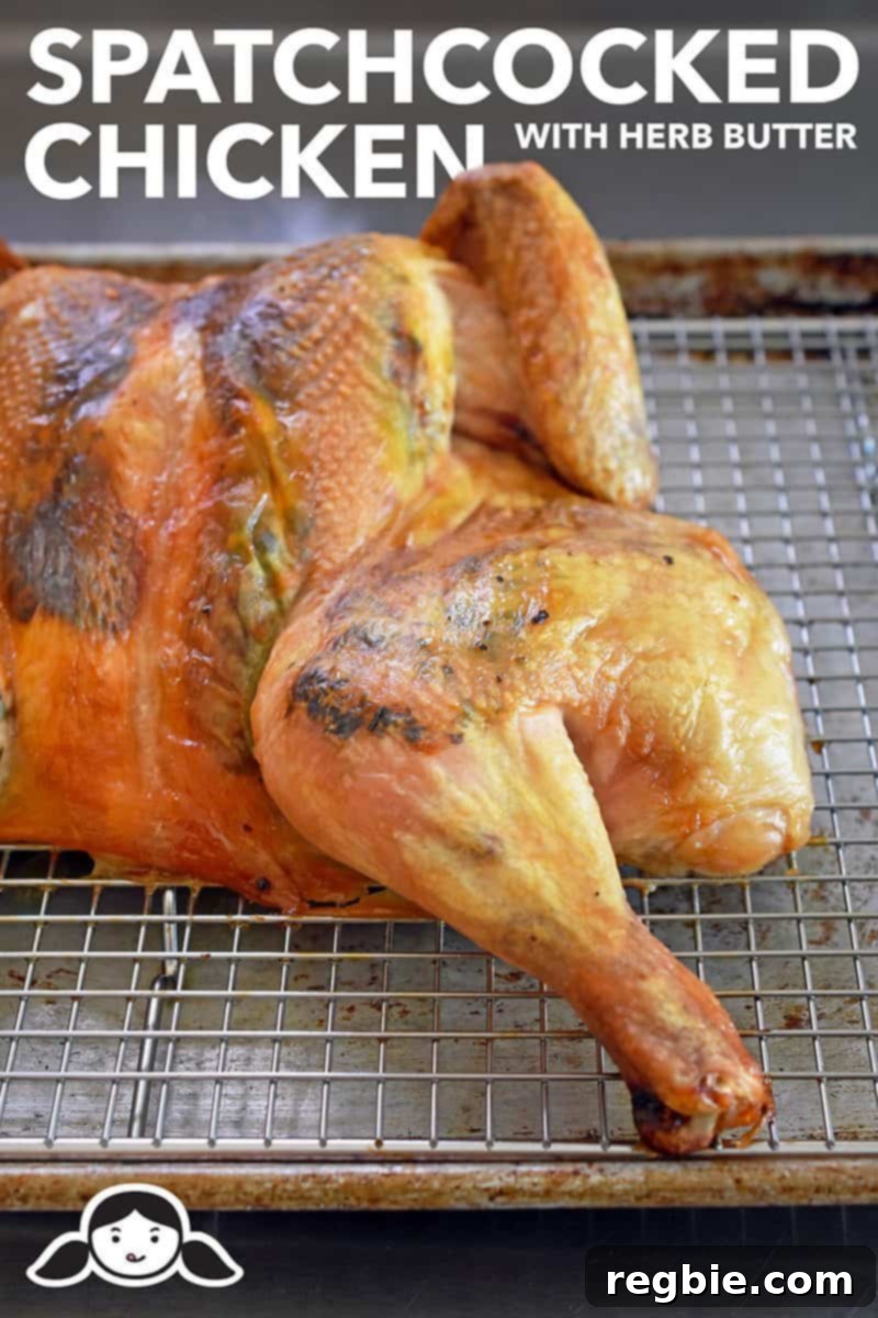 Transform Chicken with Herb Butter Spatchcock Juicy and Crispy 2 A Spatchcocked Chicken with Herb Butter on a wired rack in a rimmed baking sheet, perfectly golden and ready to carve.